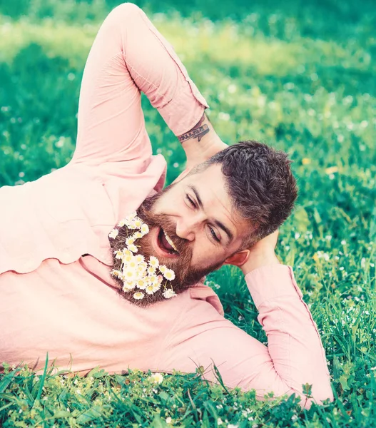 Bearded man with daisy flowers in beard lay on meadow, lean on hand, grass background. Man with beard on yawning face have rest. Hipster with bouquet of daisies in beard relaxing. Relaxation concept