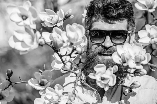 Hipster happy with fashionable sunglasses. Man with beard and mustache wears sunglasses on sunny day, magnolia flowers on background. Guy looks cool with stylish sunglasses. Fashion concept