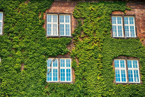 Ev yeşil bitki ve windows Krakow, Polonya