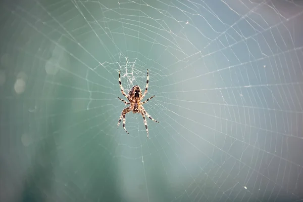 Spider spinning web en la naturaleza sobre fondo azul borroso —  Fotos de Stock
