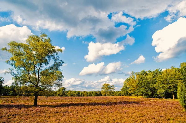 Heathland con brezo común floreciente — Foto de Stock