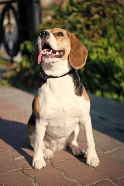 Köpek yavrusu kiremitli kaldırımda beyaz, kahverengi ve siyah saçlı — Stok fotoğraf