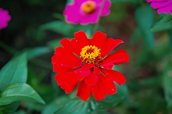 赤い花の色 — ストック写真