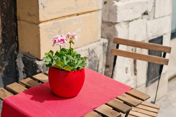 Flor florescente em vaso na tampa da mesa rosa na Polônia — Fotografia de Stock