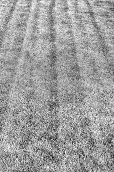 Textura de fondo de hierba verde. Golf o campo de fútbol. Zona de prados o pastos en el día de verano. Naturaleza o ecología y medio ambiente — Foto de Stock