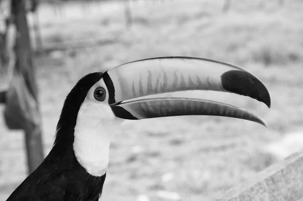 Pássaro tucano na boca de valeria, brasil. Toco tucano sobre a natureza. belo pássaro tucano com bico de laranja. tucano na vida selvagem. Viagem para a América Latina. Olá verão — Fotografia de Stock