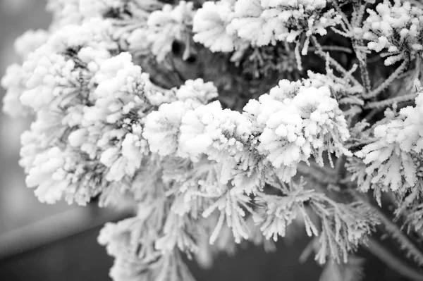 Ветка покрытая снегом на естественном фоне — стоковое фото