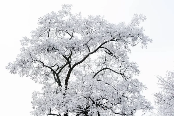 Tree covered with white frost on foggy sky