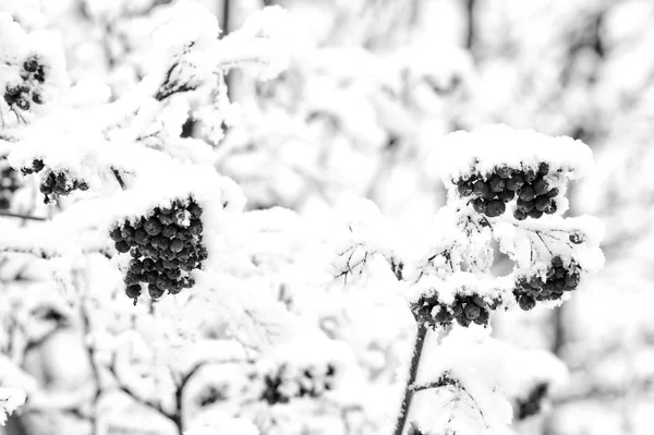 Rowan boom bedekt met sneeuw — Stockfoto