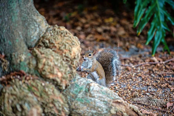 Esquilo animal sentar-se no fundo da árvore em madeira — Fotografia de Stock