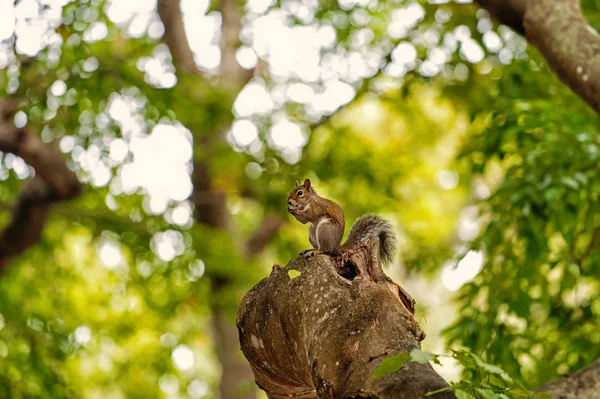 Squirrel animal sit on tree branch in wood — Stock Photo, Image