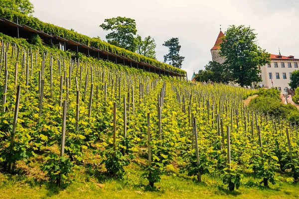 Vineyard on castle slope in Prague, Czech Republic