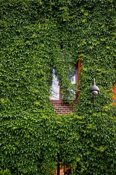 Fenster und Lampe mit Pflanze an der Wand in Breslau, Polen — Stockfoto