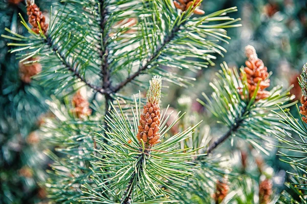 Cono de pino y agujas verdes en abeto en Krakow, Polonia. Navidad y año nuevo celebración de vacaciones. Naturaleza perenne y renovación. Concepto de resistencia y longevidad — Foto de Stock