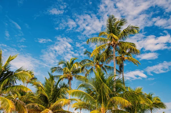 Palmeras en el soleado cielo azul en Great stirrrup cay, Bahamas. Palmeras de coco con hojas verdes en jardín tropical. Naturaleza, trópico, exótico, planta. Vacaciones de verano, ansia de viajar —  Fotos de Stock