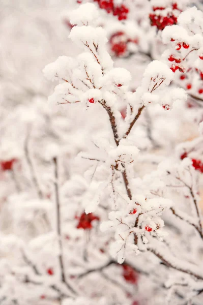 Kış, doğa, bitki, kar yağışı, frost — Stok fotoğraf