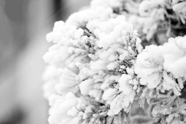 Frost'un üzerinde köknar ağacı — Stok fotoğraf