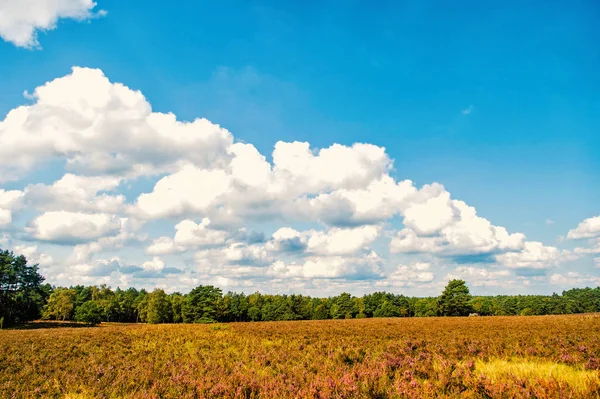 Çiçekli ortak heather ile araziler — Stok fotoğraf