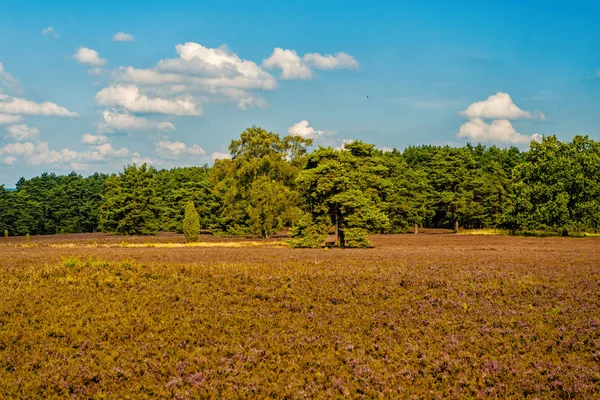 Heide met bloeiende gemeenschappelijk heather — Stockfoto
