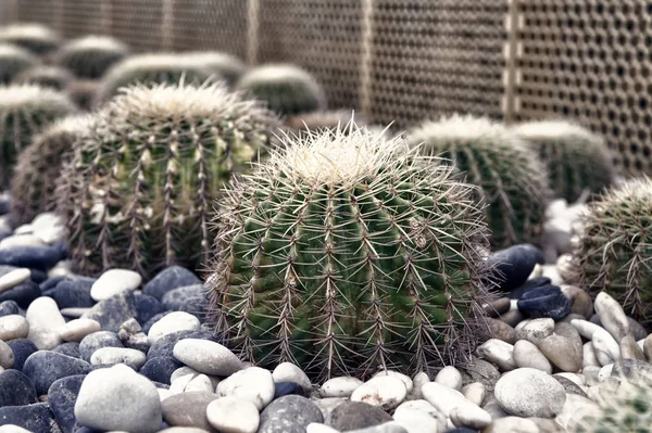 Plantas suculentas com espinhos espinhosos — Fotografia de Stock