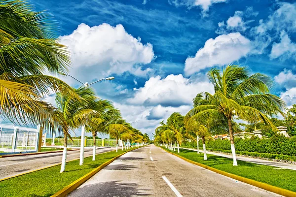 Carretera exótica con palmeras verdes en un clima soleado y ventoso —  Fotos de Stock