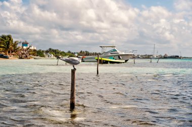 Martı kuşu Meksika denizde ahşap çubuk üzerinde