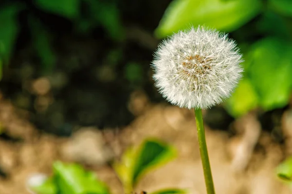 Pampeliška květ s semena na přírodní pozadí — Stock fotografie
