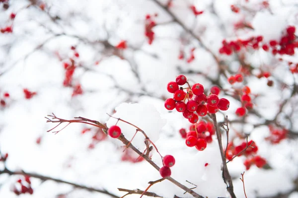 Vogelbeerzweig im Schnee. Ein Bund Vogelbeeren mit Eiskristallen. Vogelbeerzweig. Beeren roter Asche im Schnee. winterrote Beeren. Rote Vogelbeersträuße, die mit dem ersten Schnee bedeckt sind. Winterlicher Hintergrund — Stockfoto