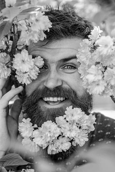 Man with beard and mustache on happy face near tender pink flowers, close up. Hipster with sakura blossom in beard. Skin care and hair care concept. Bearded male face peeking out of bloom of sakura.