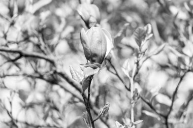 Romantik bahar Mevsimlik arka plan bahar aylarında çiçek açan Manolya çiçek ile