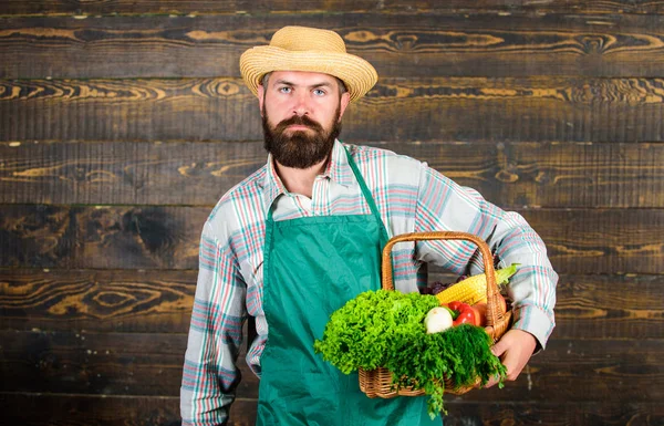 Verdure fresche biologiche in cesto di vimini. Uomo barbuto contadino indossare grembiule presentando verdure sfondo in legno. Consegna fattoria verdure fresche. Cappello contadino di paglia hipster consegnare verdure fresche — Foto Stock