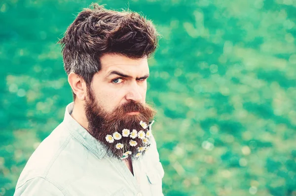 Ciddi yüz, yeşil çim arka plan, kopya alanı hippi. İle adam sakal ve bıyık zevk bahar, yeşil çayır arka plan. Bahar Tazeliği kavramı. Sakal papatya veya papatya çiçekleri ile adam