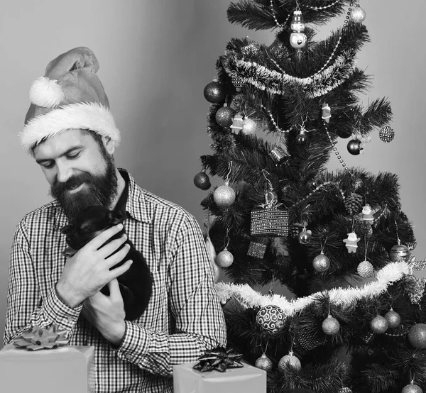 Babbo Natale coccola cagnolino vicino all'albero di Natale. — Foto Stock