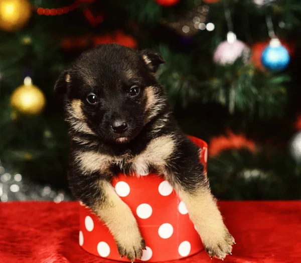 Puppy in geschenkdoos. Nieuwjaar Hondenconcept. — Stockfoto