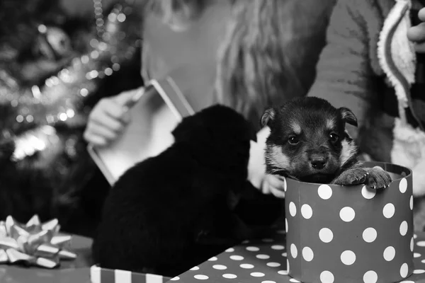 Puppy in gift box. Pet as xmas present near tree.