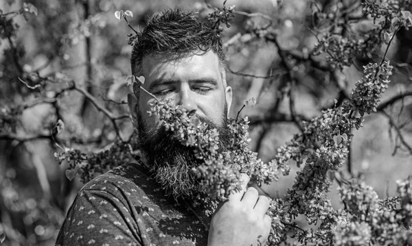 Hombre barbudo con corte de pelo fresco olfatea la floración del árbol de las judas. Concepto de tranquilidad. Hombre con barba y bigote en la cara tranquila cerca de las flores en el día soleado. Hipster disfruta del aroma de la flor violeta — Foto de Stock