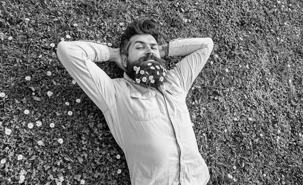 Hipster sur le visage calme repose sur l'herbe, vue de dessus. Concept d'apaisement. Il a l'air bien avec des fleurs de marguerite ou de camomille dans la barbe. Homme à la barbe et la moustache aime le printemps, fond de prairie verte — Photo