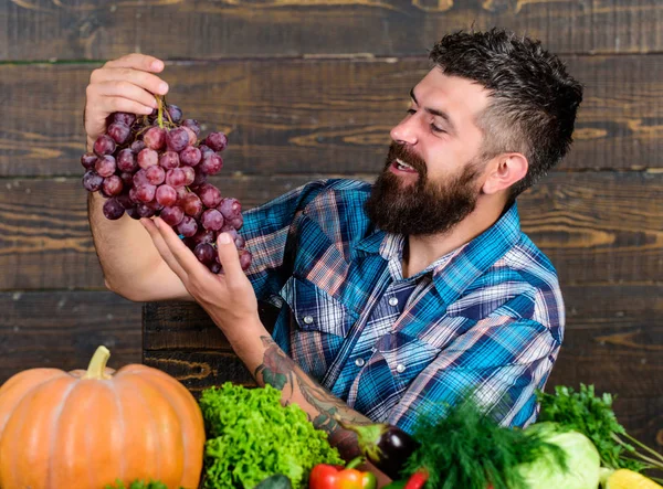 Uomo tenere uva sfondo in legno. Ortaggi raccolta biologica. Concetto agricolo. Uve da proprio giardino. Un contadino barbuto con vendemmia fatta in casa su uva da tavola. Agricoltore orgoglioso della vendemmia — Foto Stock