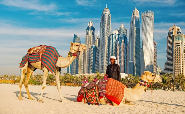 Camelos no fundo arranha-céus na praia — Fotografia de Stock