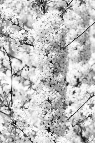 Άνθη της κερασιάς σε λευκό floral φόντο — Φωτογραφία Αρχείου