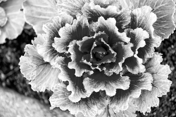 Cabbage with violet leaves in reykjavik, iceland. Ornamental cabbage in bloom. Kale plant flowering in soil outdoor. Garden design and gardening