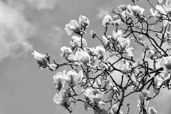 Conceito da Primavera — Fotografia de Stock