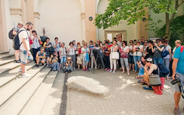 Mensen kijken albino peacock in Praag, Tsjechië — Stockfoto