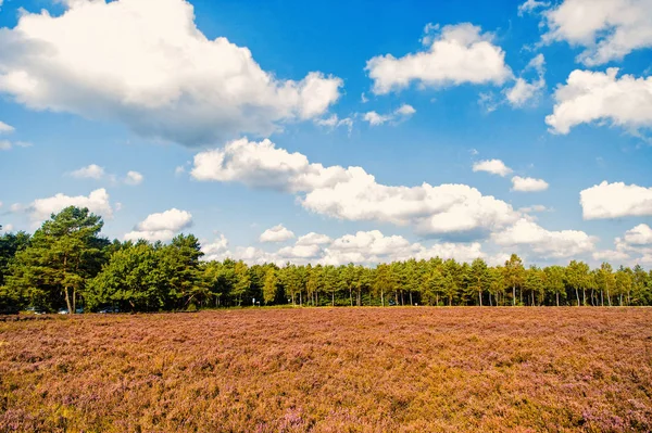 Terre brughiere con erica comune in fiore — Foto Stock