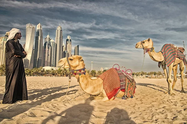 Camelos no fundo dos arranha-céus na praia. UAE Dubai Marina JBR beach style: camelos e arranha-céus . — Fotografia de Stock