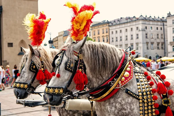 Hästar i sele dekorerad med fjäder, pompon i krakow, Polen — Stockfoto
