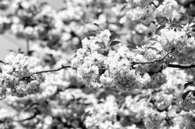 Sakura Sezon kavramı