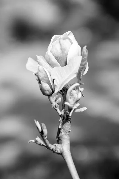 Conceito da Primavera — Fotografia de Stock