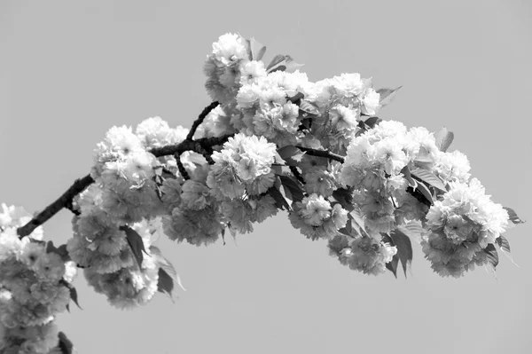Квітуча гілка вишневого цвіту на блакитному небі — стокове фото