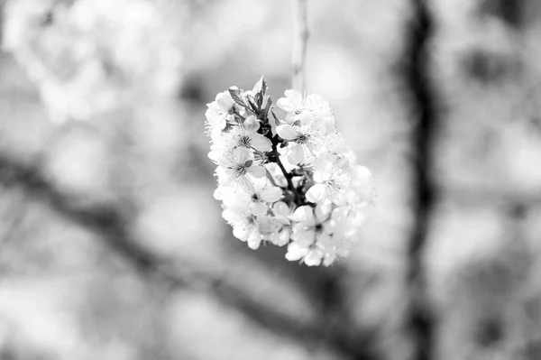 Blühender Kirschzweig mit weißen Blüten auf verschwommenem Hintergrund — Stockfoto
